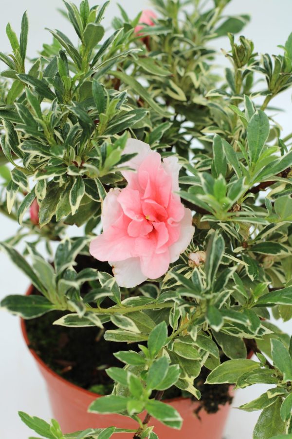 Azálea (folha perene) - Image 11