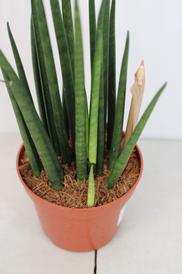 Sansevieria Fernwood - Image 3
