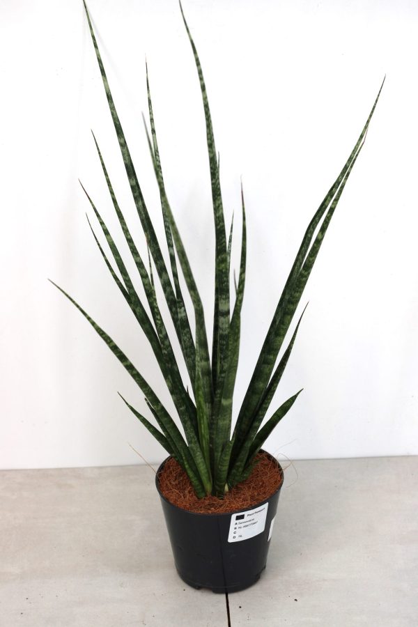 Sansevieria Fernwood