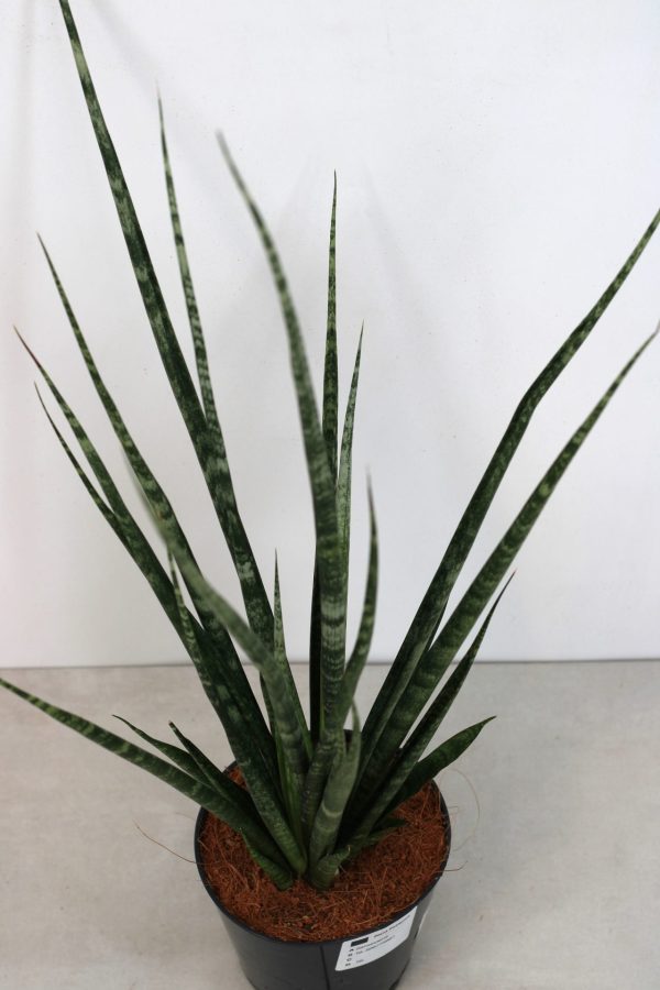 Sansevieria Fernwood - Image 4