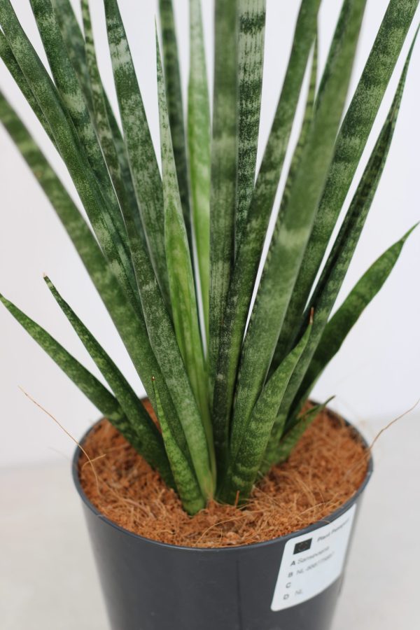 Sansevieria Fernwood - Image 5