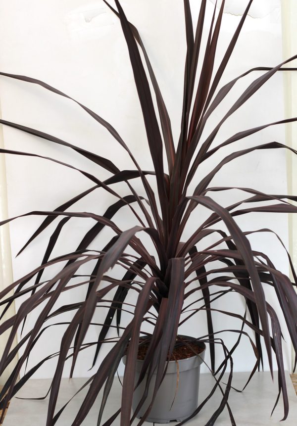 Cordyline Burgundy Spire - Image 4