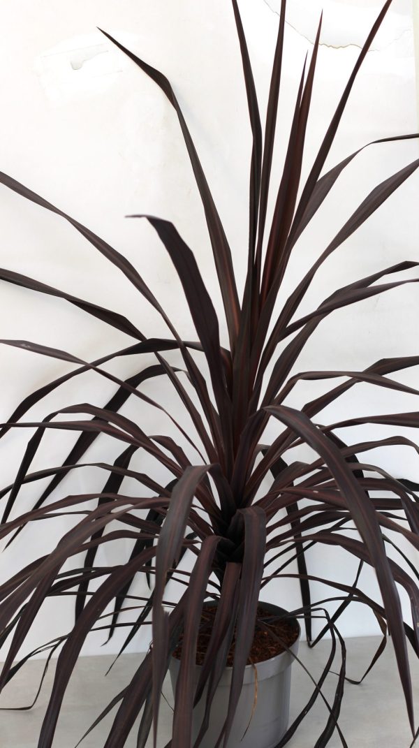 Cordyline Burgundy Spire