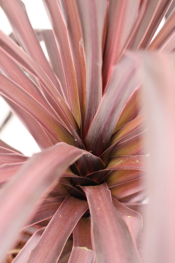 Cordyline Burgundy Spire - Image 2