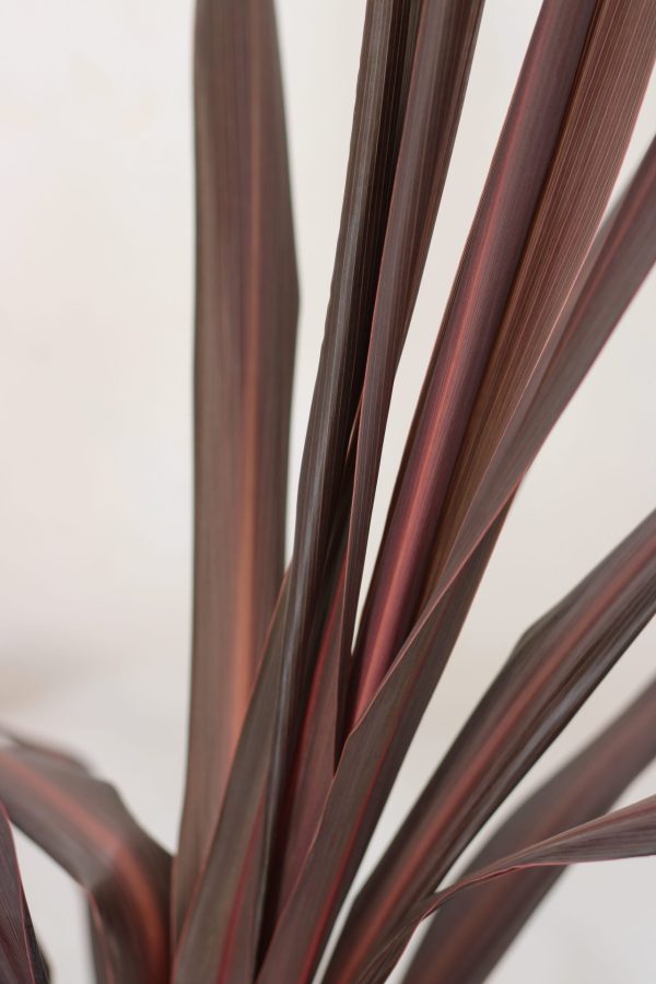 Cordyline Burgundy Spire - Image 3