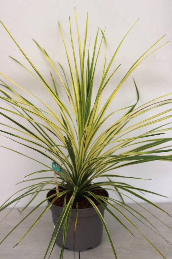 Cordyline Australis Lime Passion - Image 2