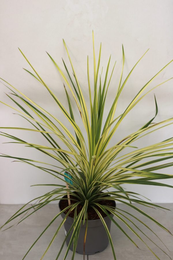 Cordyline Australis Lime Passion - Image 4