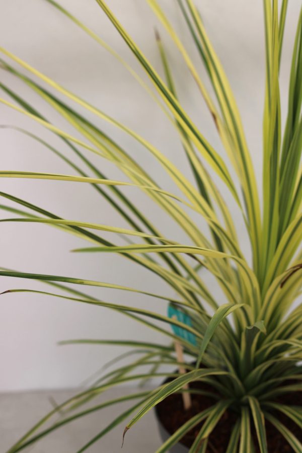 Cordyline Australis Lime Passion - Image 3