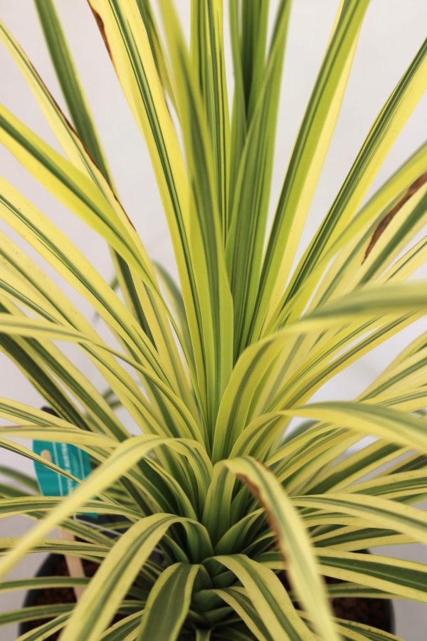 Cordyline Australis Lime Passion
