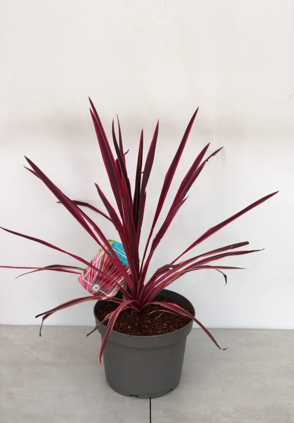 Cordyline Australis Pink Fire - Image 3
