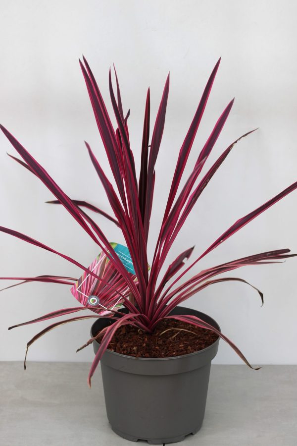Cordyline Australis Pink Fire - Image 2