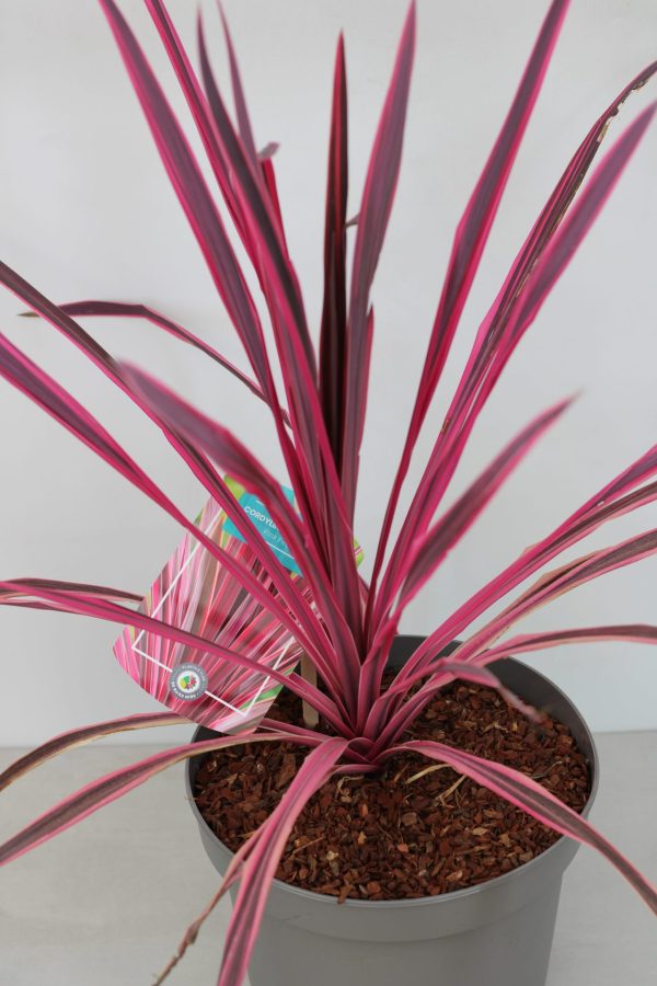 Cordyline Australis Pink Fire