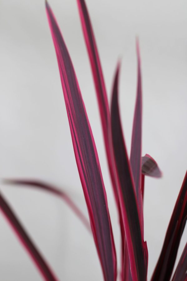 Cordyline Australis Pink Fire - Image 4
