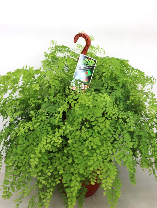 Adiantum Fragans (Avenca) - Image 4