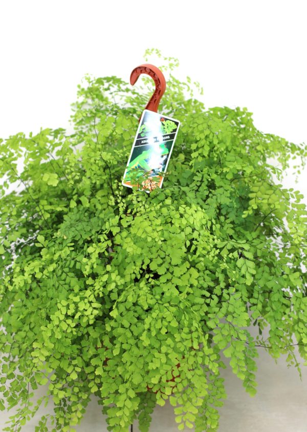 Adiantum Fragans (Avenca)
