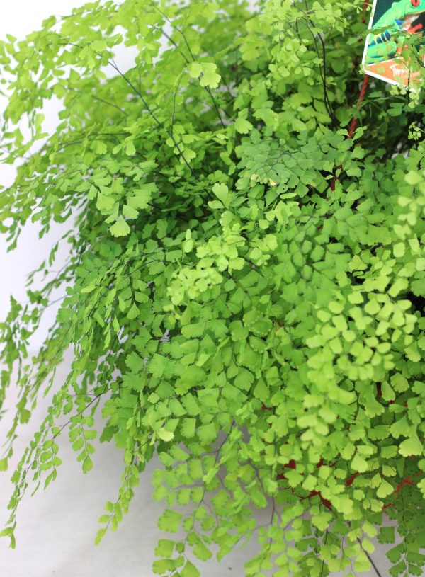 Adiantum Fragans (Avenca) - Image 2