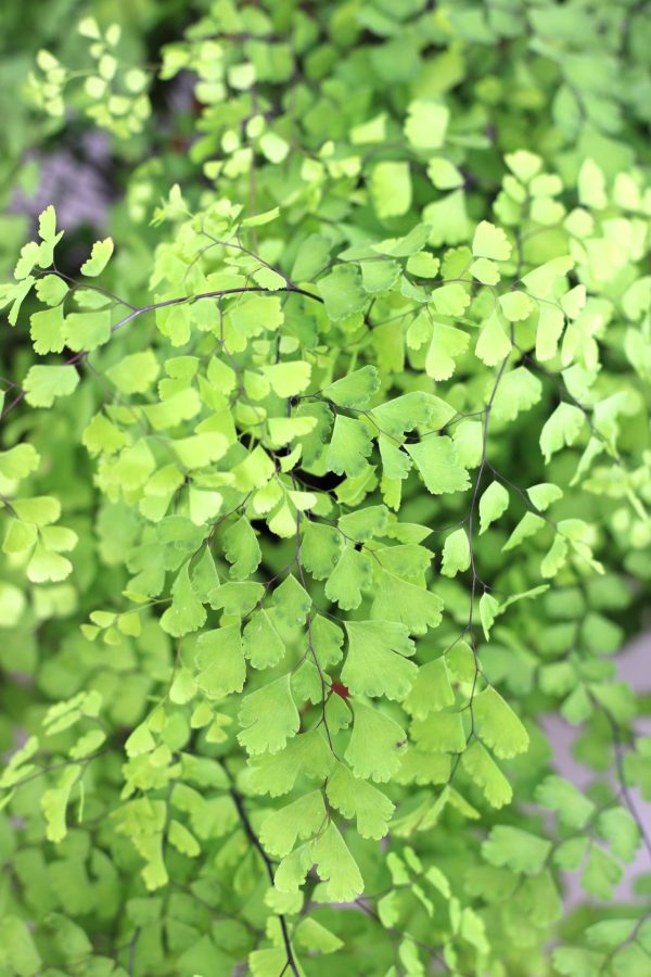 Adiantum Fragans (Avenca) - Image 3