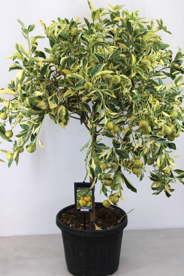 Tangerineira Satsuma Variegata - Image 4