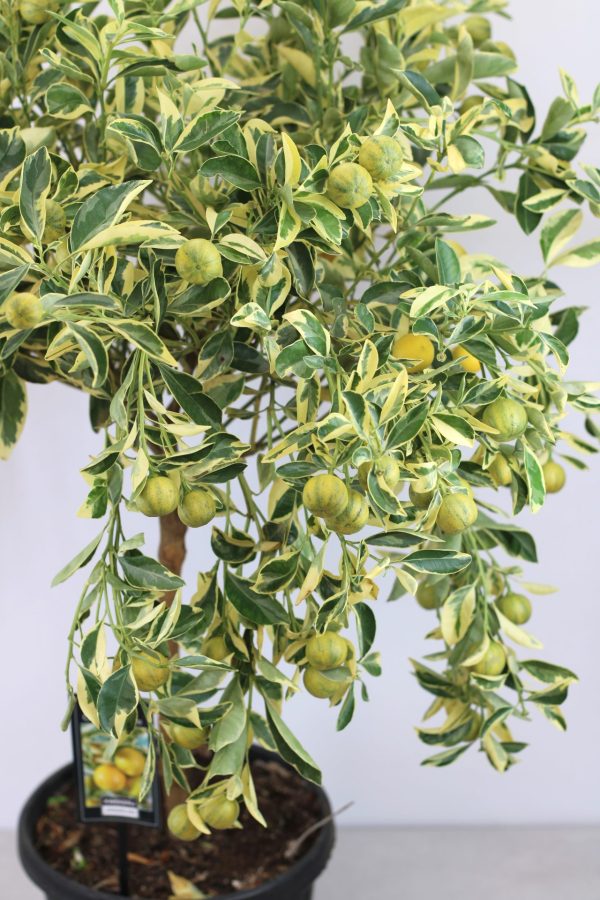 Tangerineira Satsuma Variegata - Image 3