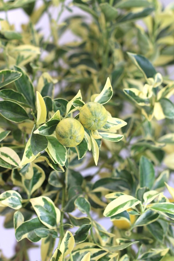 Tangerineira Satsuma Variegata - Image 2