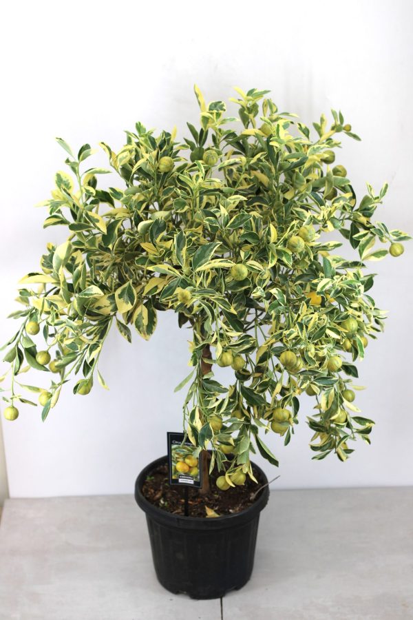 Tangerineira Satsuma Variegata