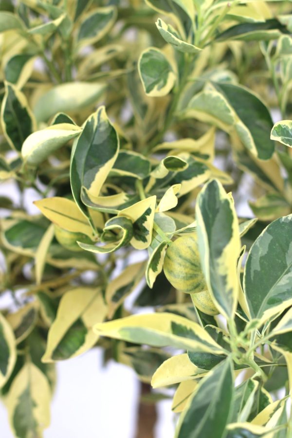 Laranja Variegata (Citrus Sinensis) - Image 5