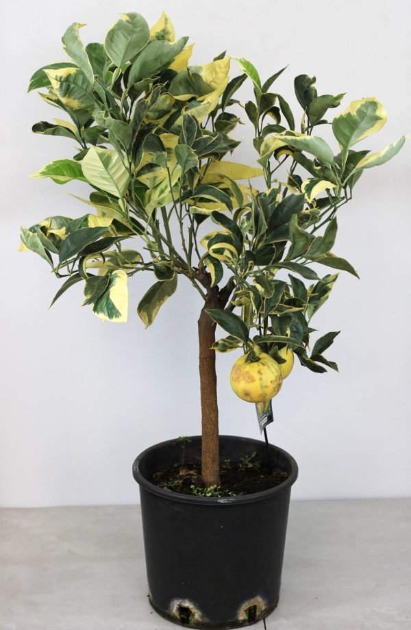 Laranja Variegata (Citrus Sinensis)