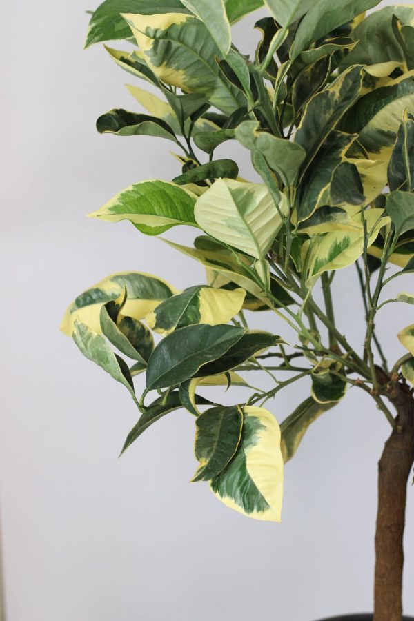 Laranja Variegata (Citrus Sinensis) - Image 2