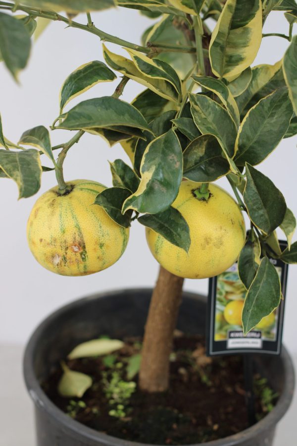 Laranja Variegata (Citrus Sinensis) - Image 4