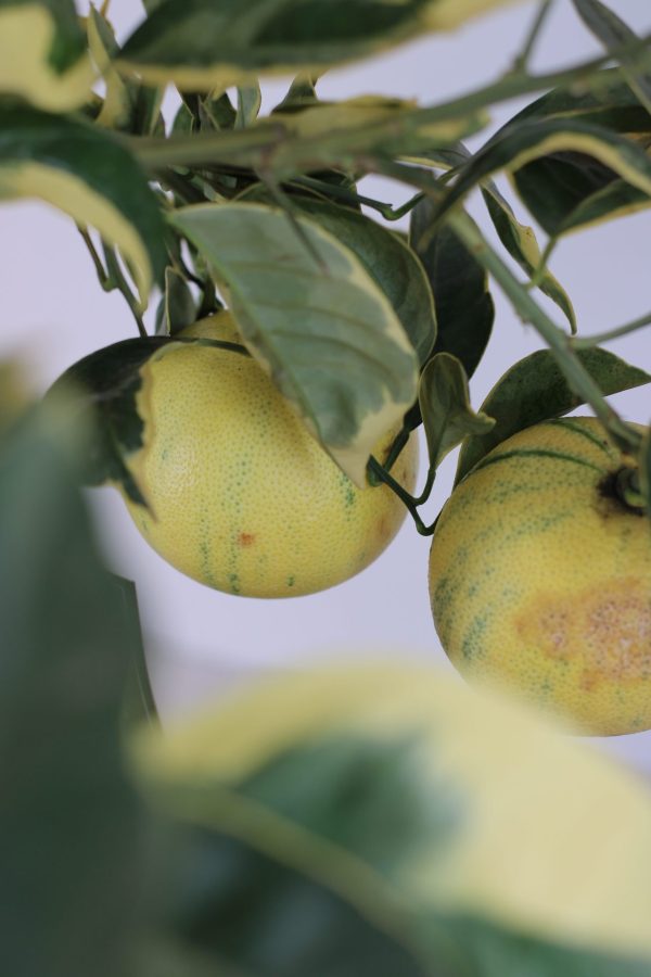 Laranja Variegata (Citrus Sinensis) - Image 3