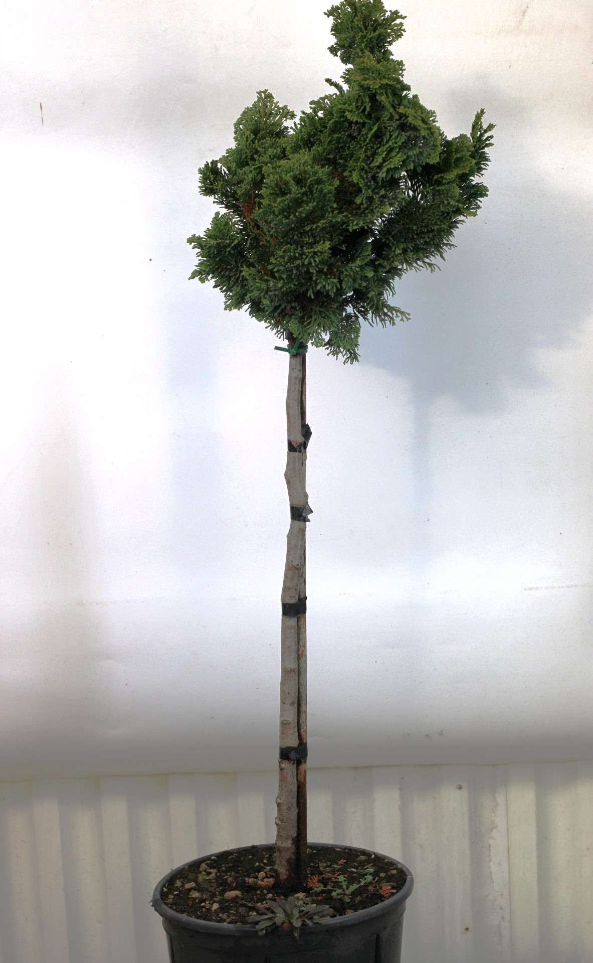Chamaecyparis Obtusa "Nana Gracilis" - Image 2
