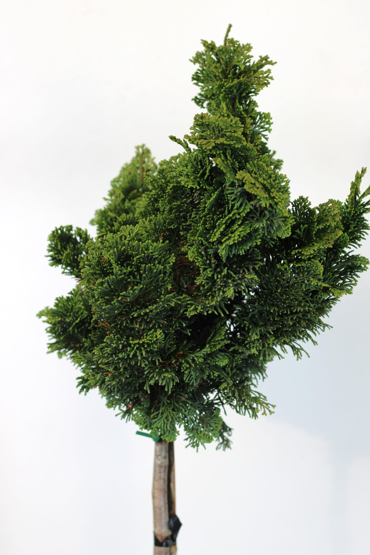 Chamaecyparis Obtusa "Nana Gracilis"