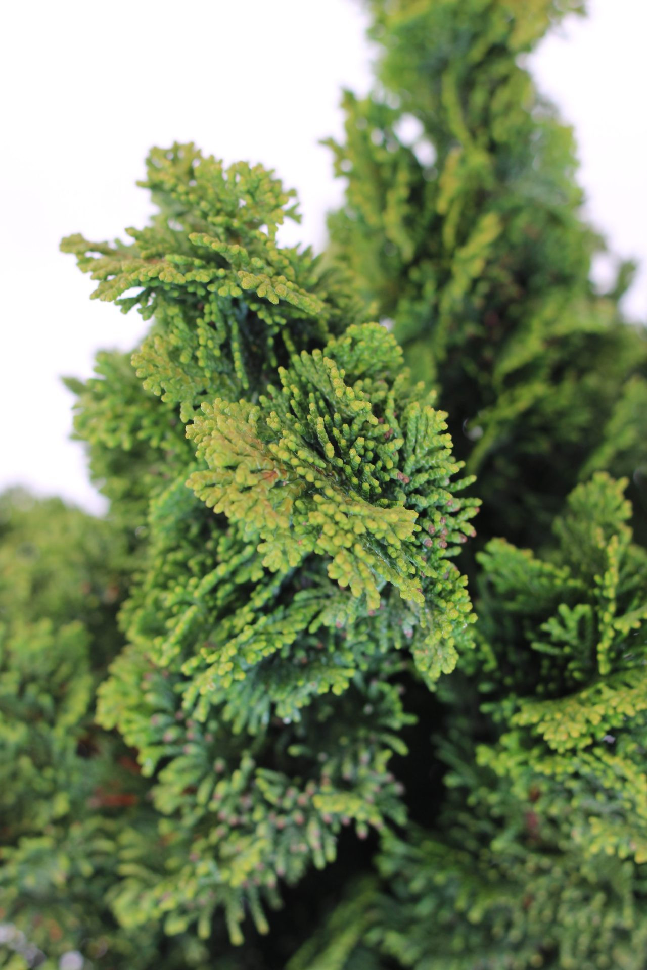 Chamaecyparis Obtusa "Nana Gracilis" - Image 3