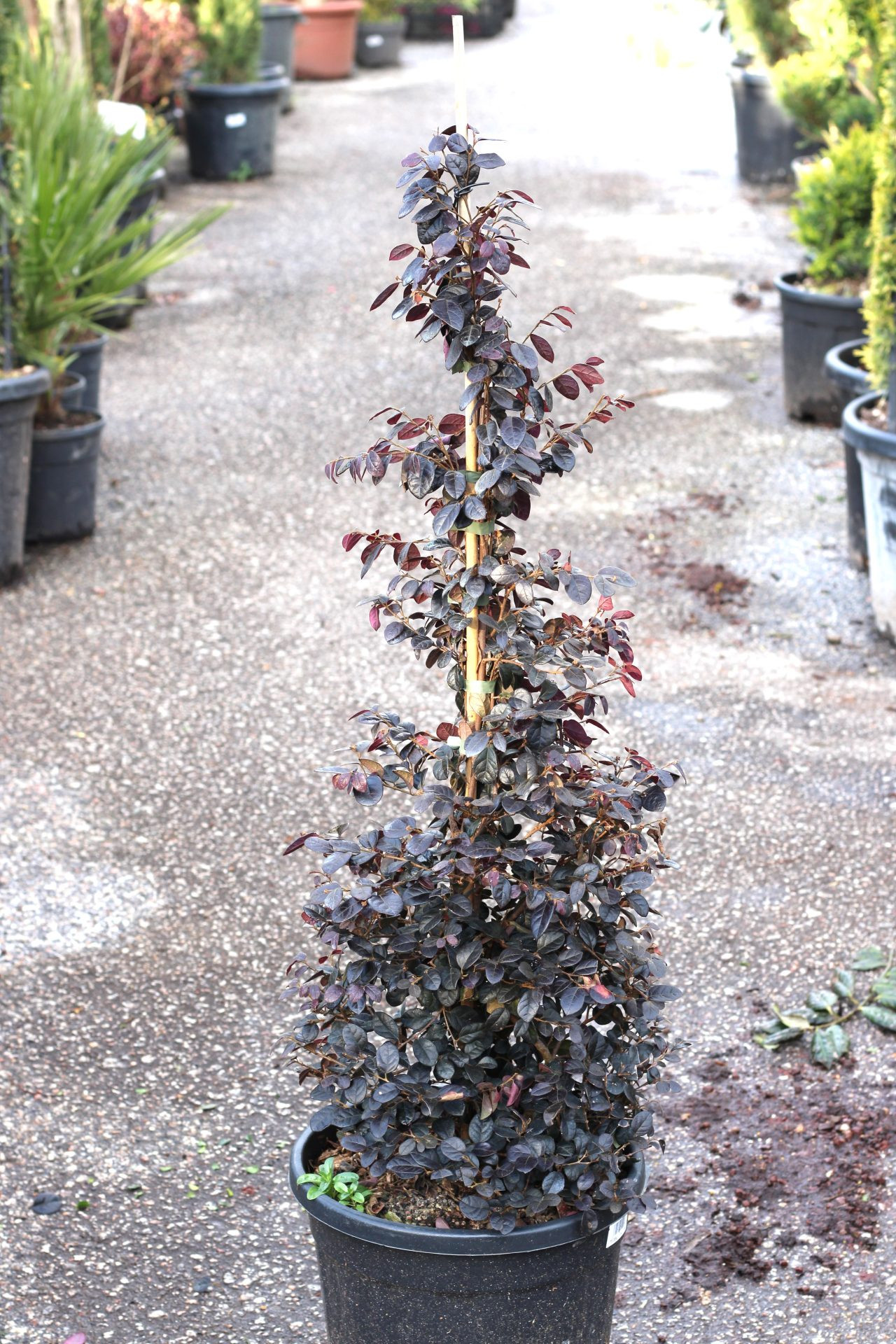 Loropetalum Chinensis Black Pearl (Pirâmide)