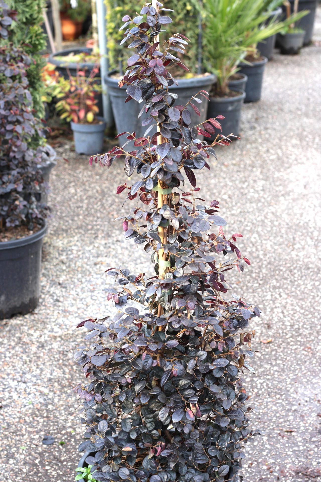 Loropetalum Chinensis Black Pearl (Pirâmide) - Image 3