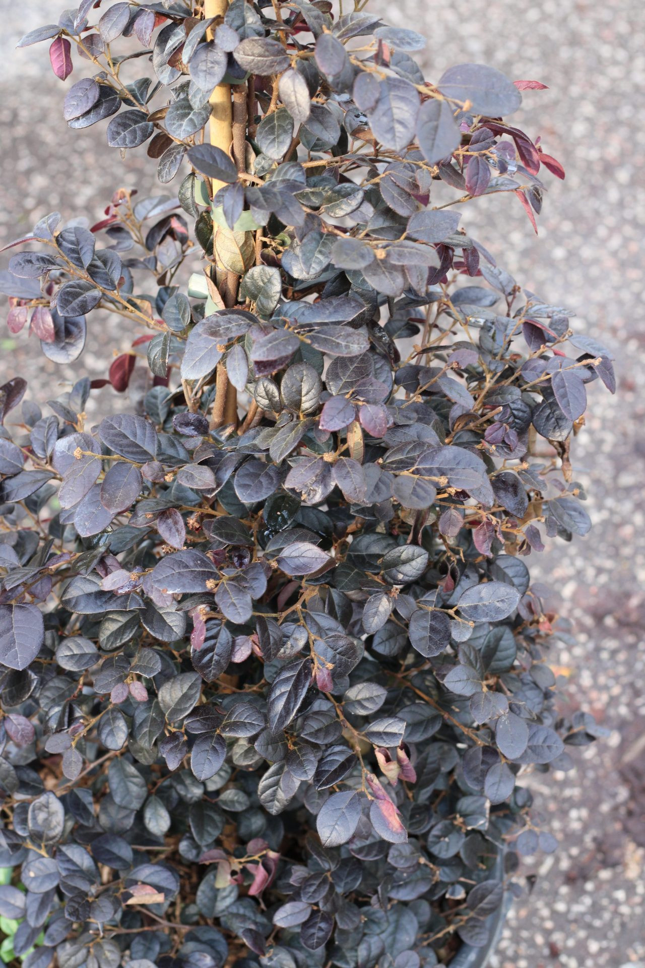 Loropetalum Chinensis Black Pearl (Pirâmide) - Image 2