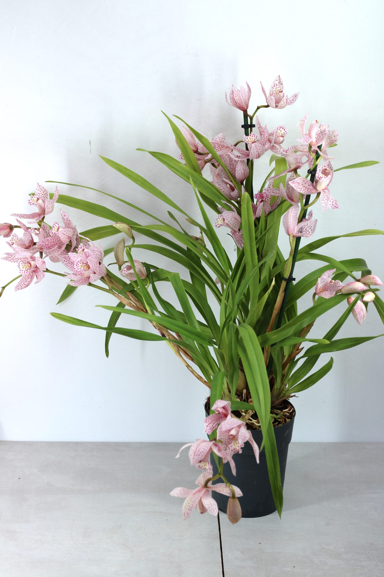 Cymbidium Híbrido 2 (5 hastes) - Image 2