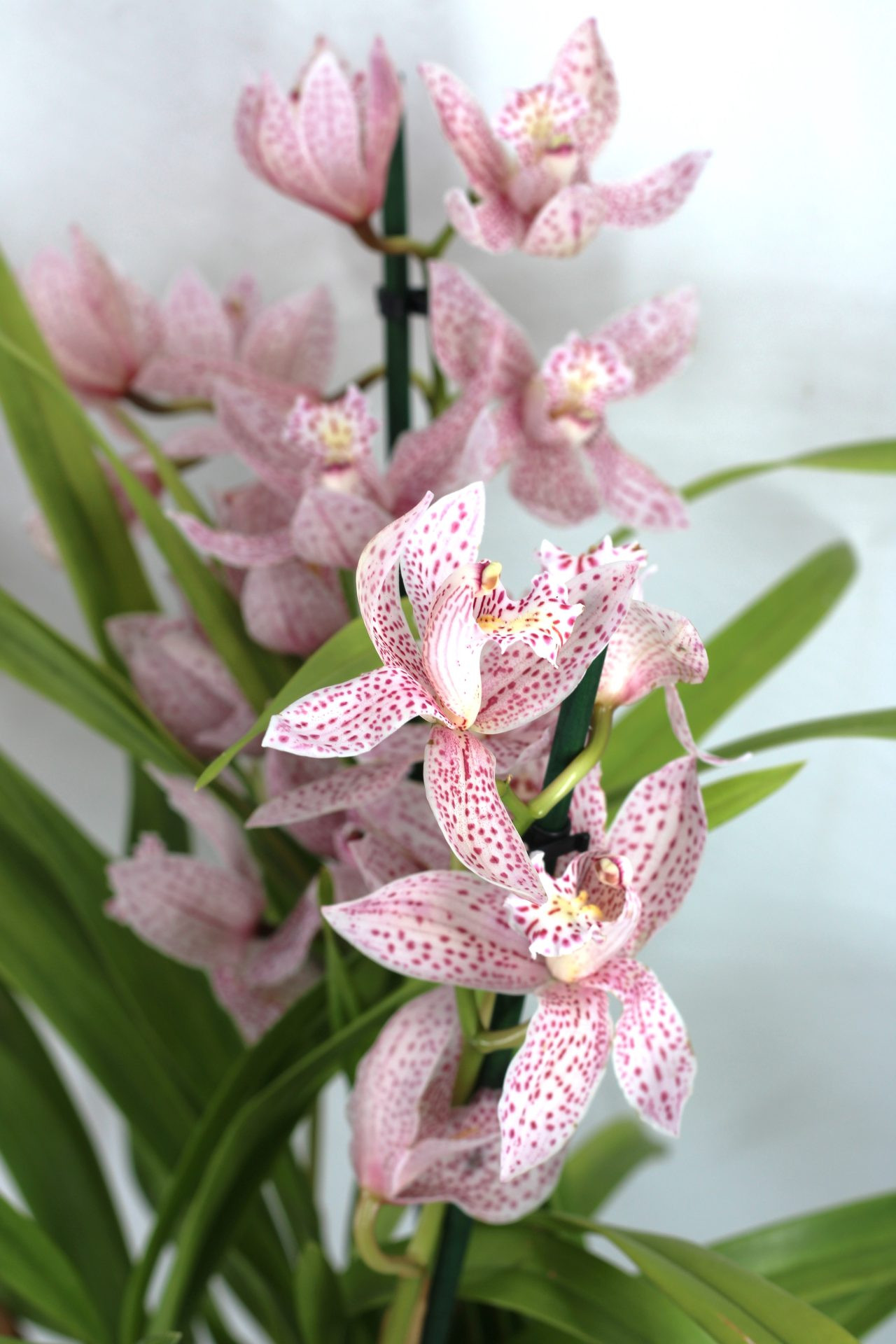 Cymbidium Híbrido 2 (5 hastes)