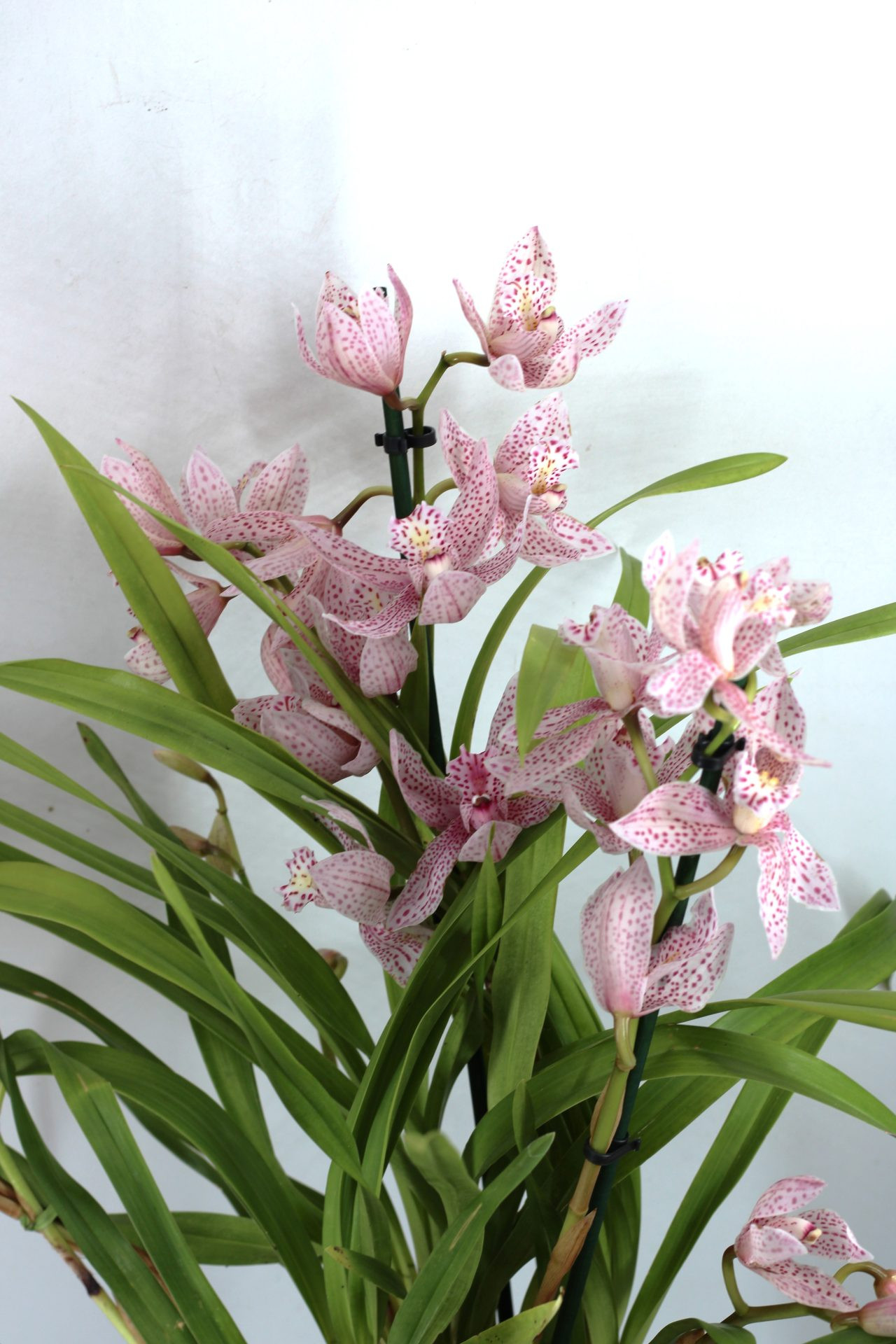 Cymbidium Híbrido 2 (5 hastes) - Image 3
