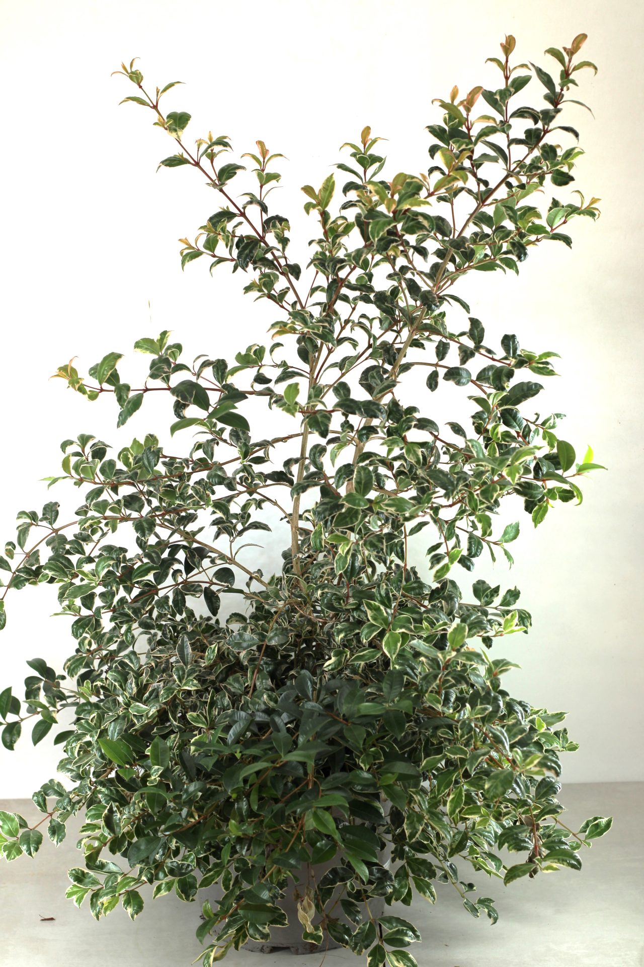 Eugenia Myrtifolia Newport - Image 6