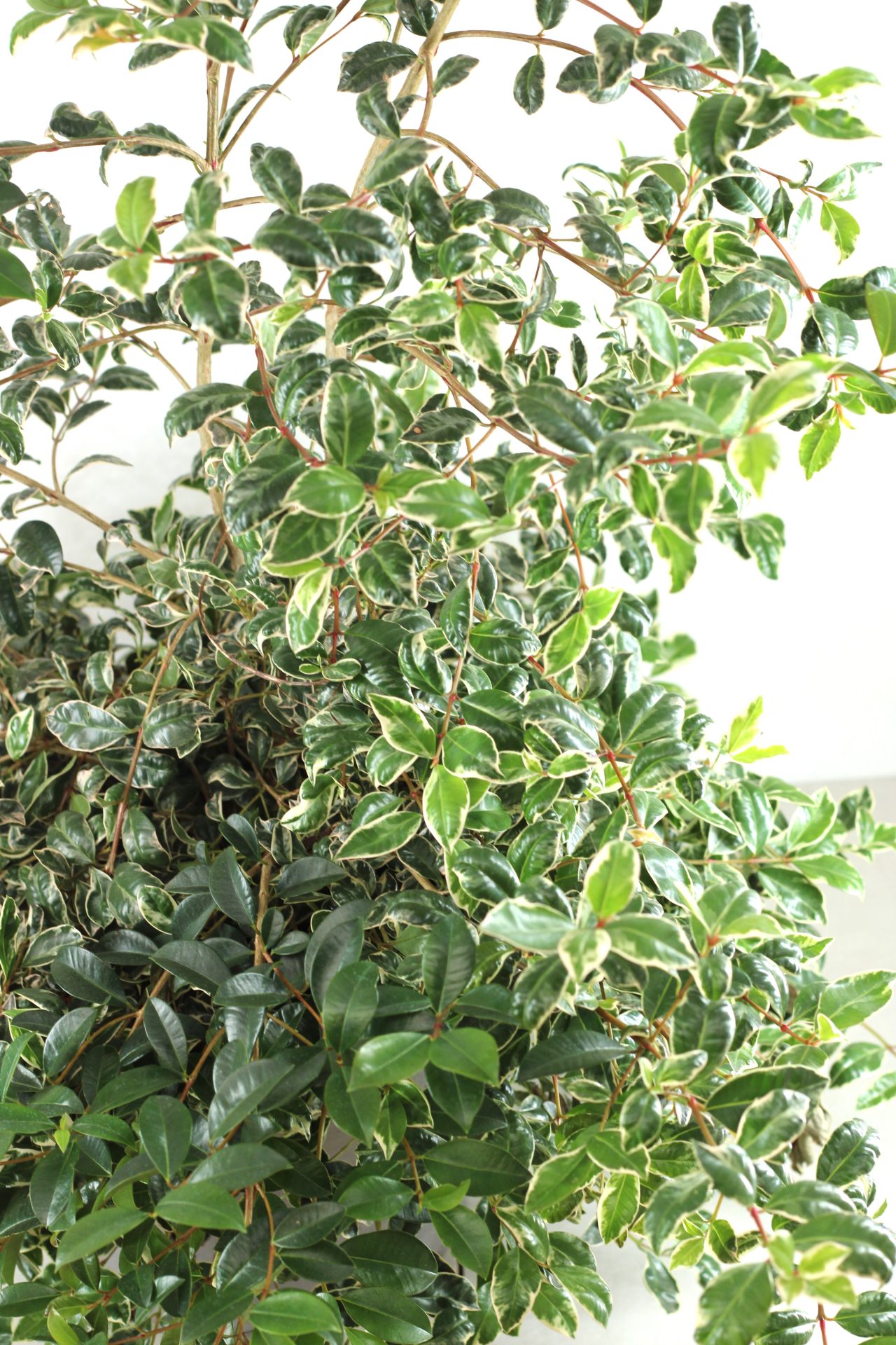 Eugenia Myrtifolia Newport - Image 7