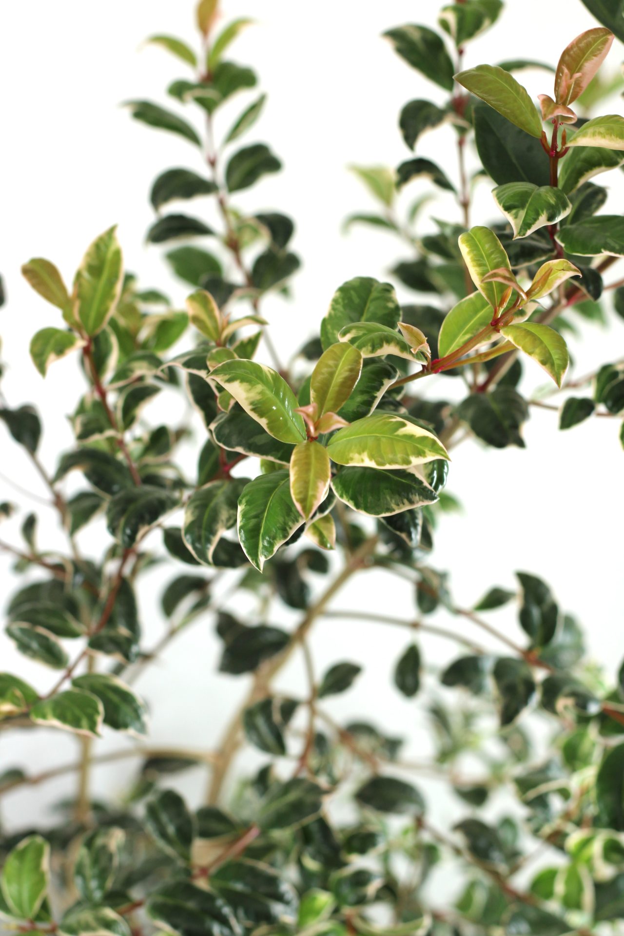 Eugenia Myrtifolia Newport - Image 8