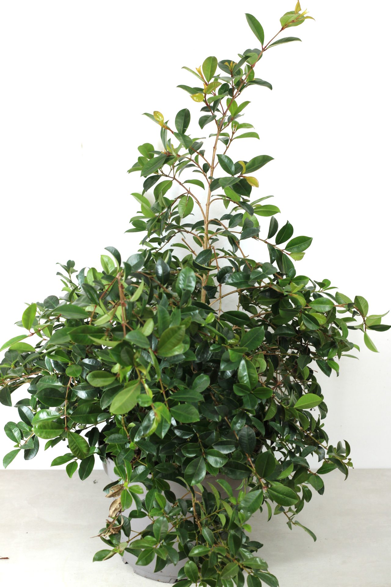 Eugenia Myrtifolia Newport - Image 5