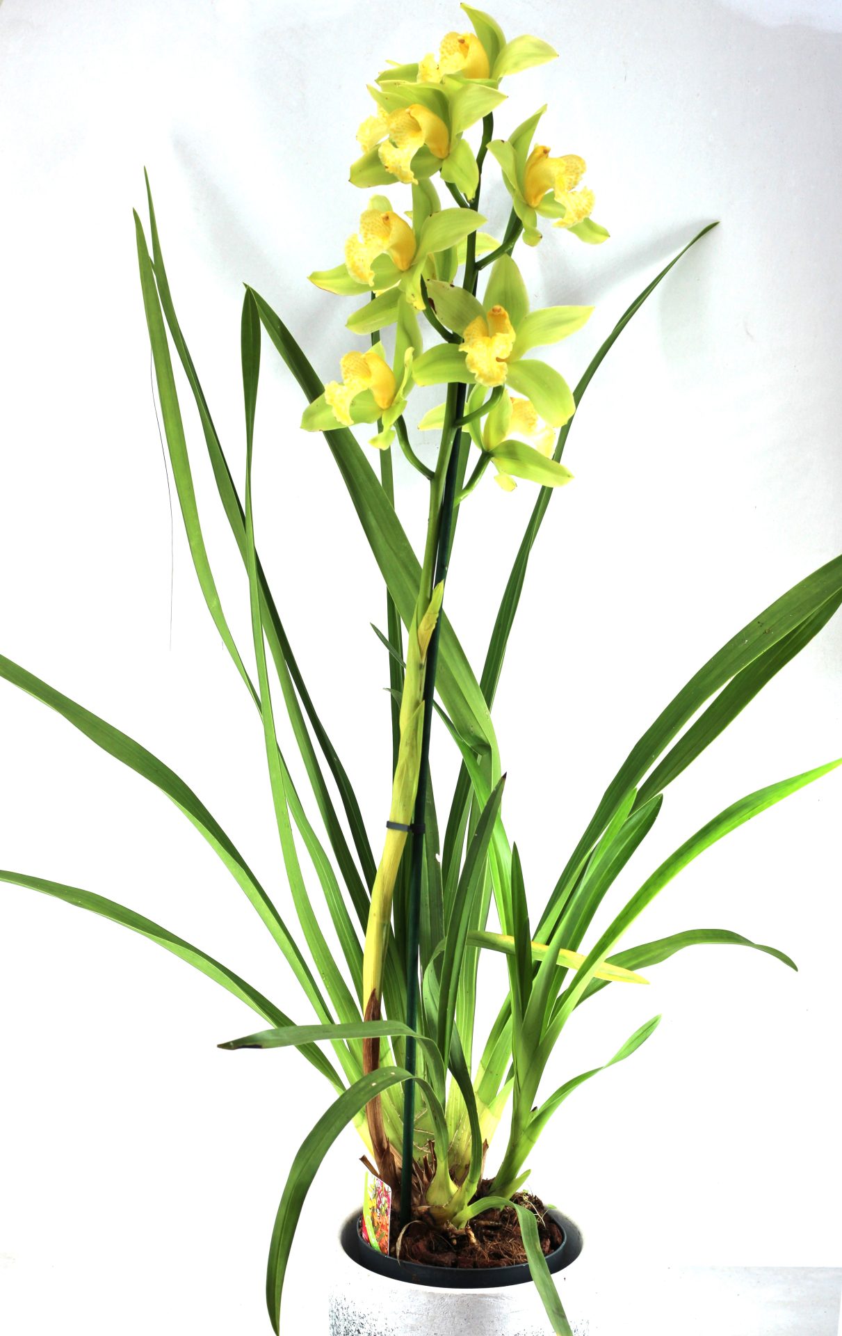 Cymbidium Concolor (1 haste) - Image 3