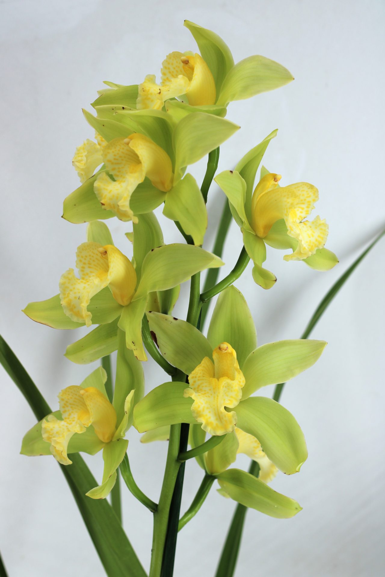 Cymbidium Concolor (1 haste) - Image 2