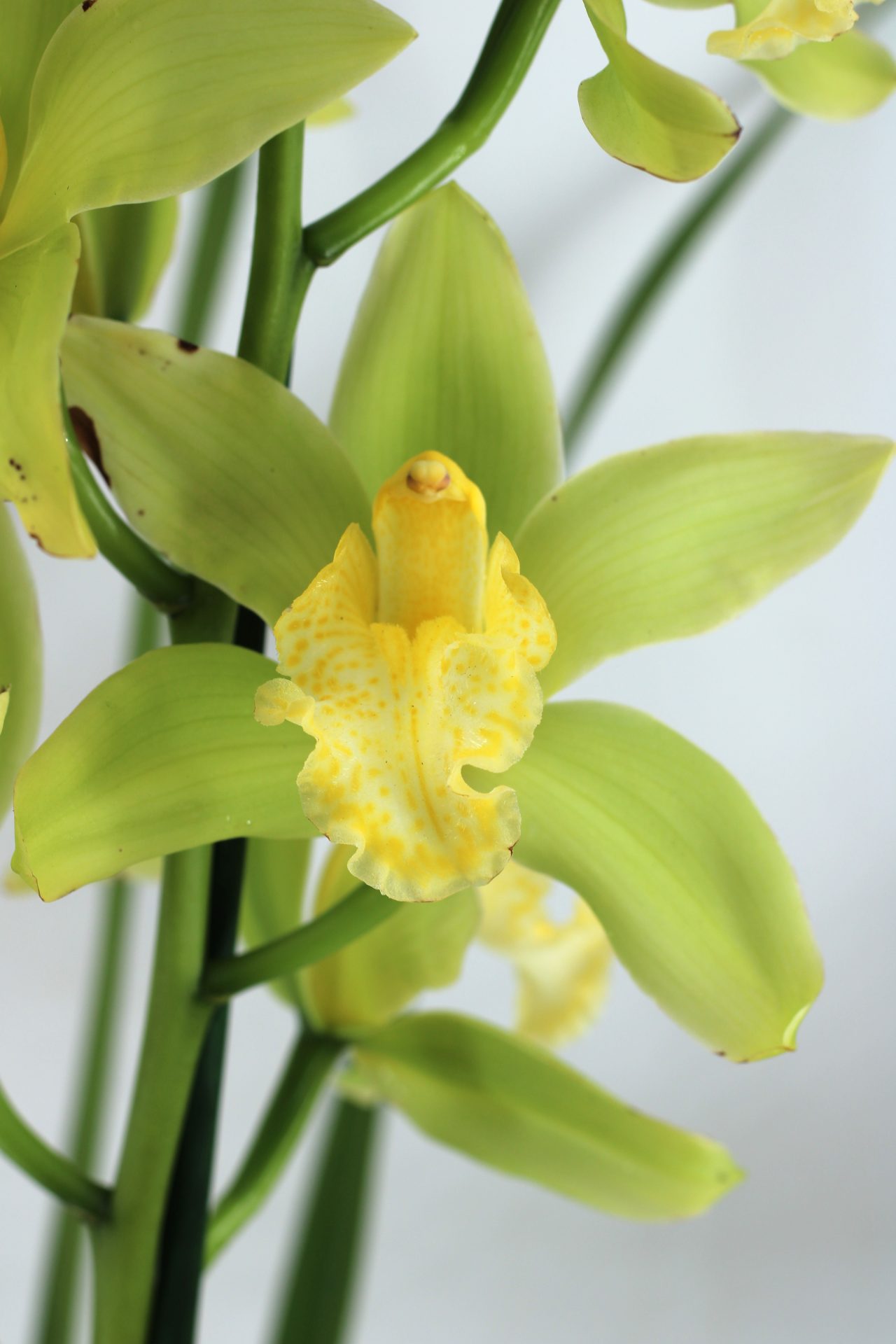 Cymbidium Concolor (1 haste)