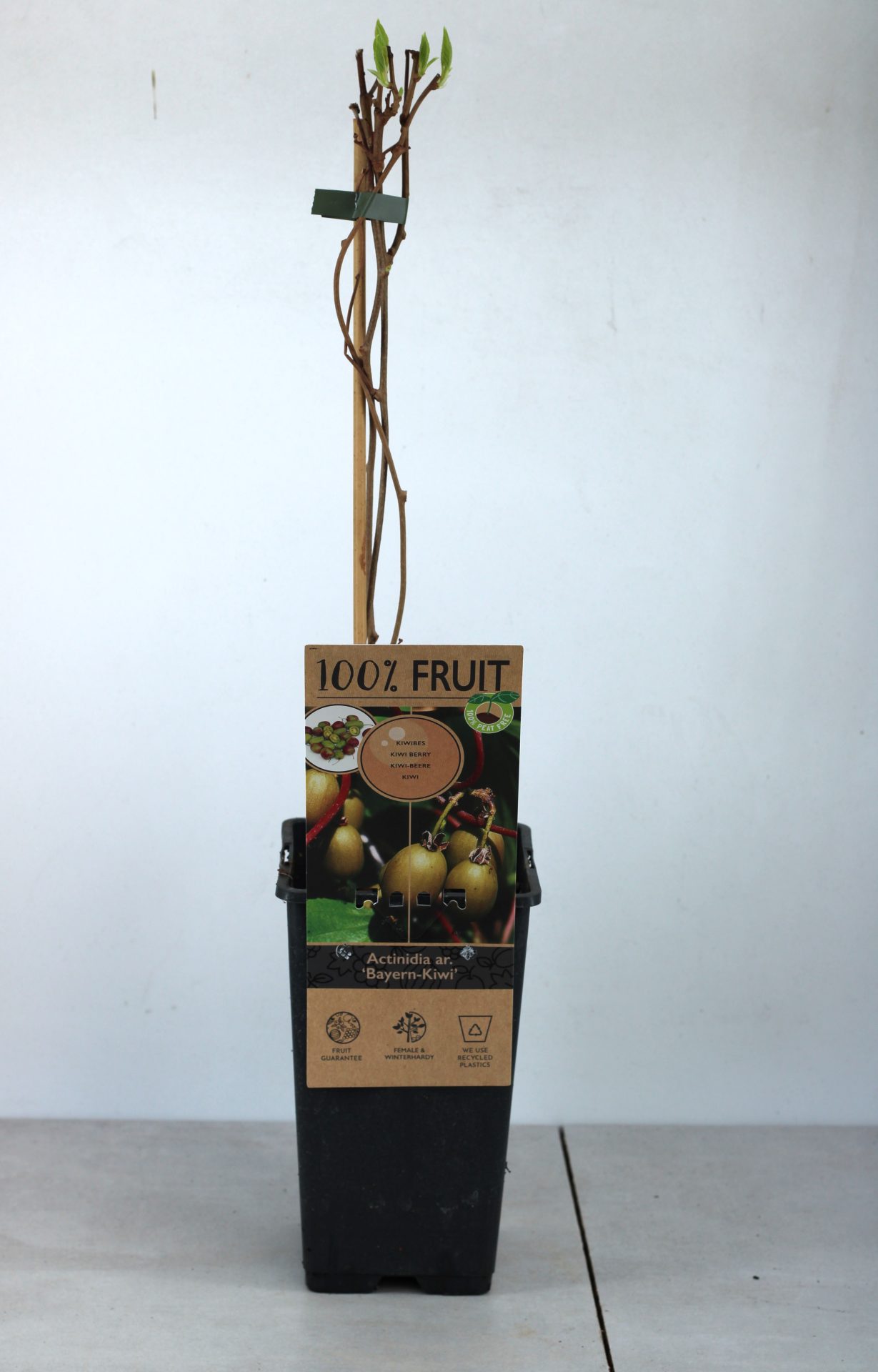 Kiwi Arguta (várias variedades) - Image 8