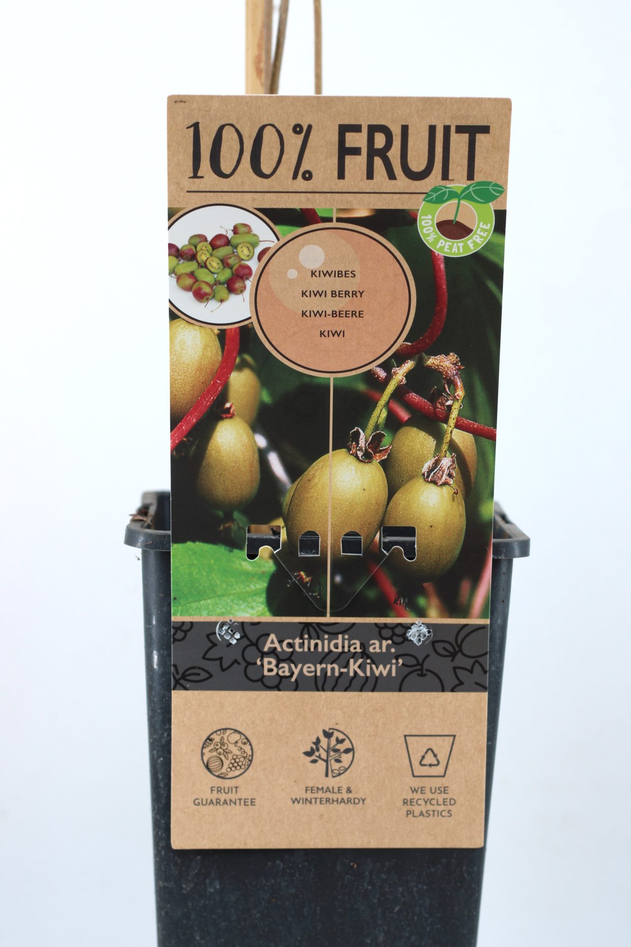 Kiwi Arguta (várias variedades) - Image 7