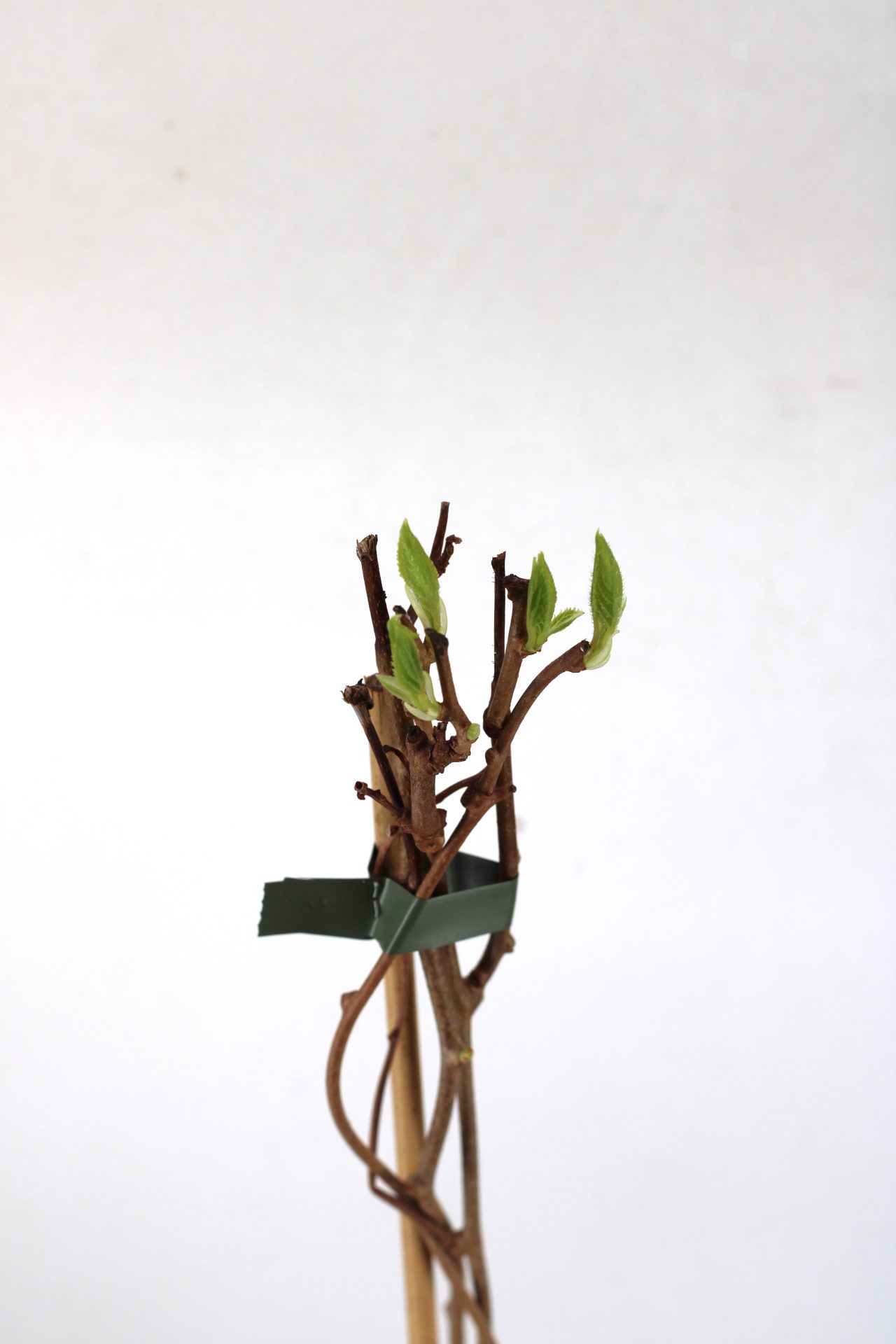 Kiwi Arguta (várias variedades) - Image 6