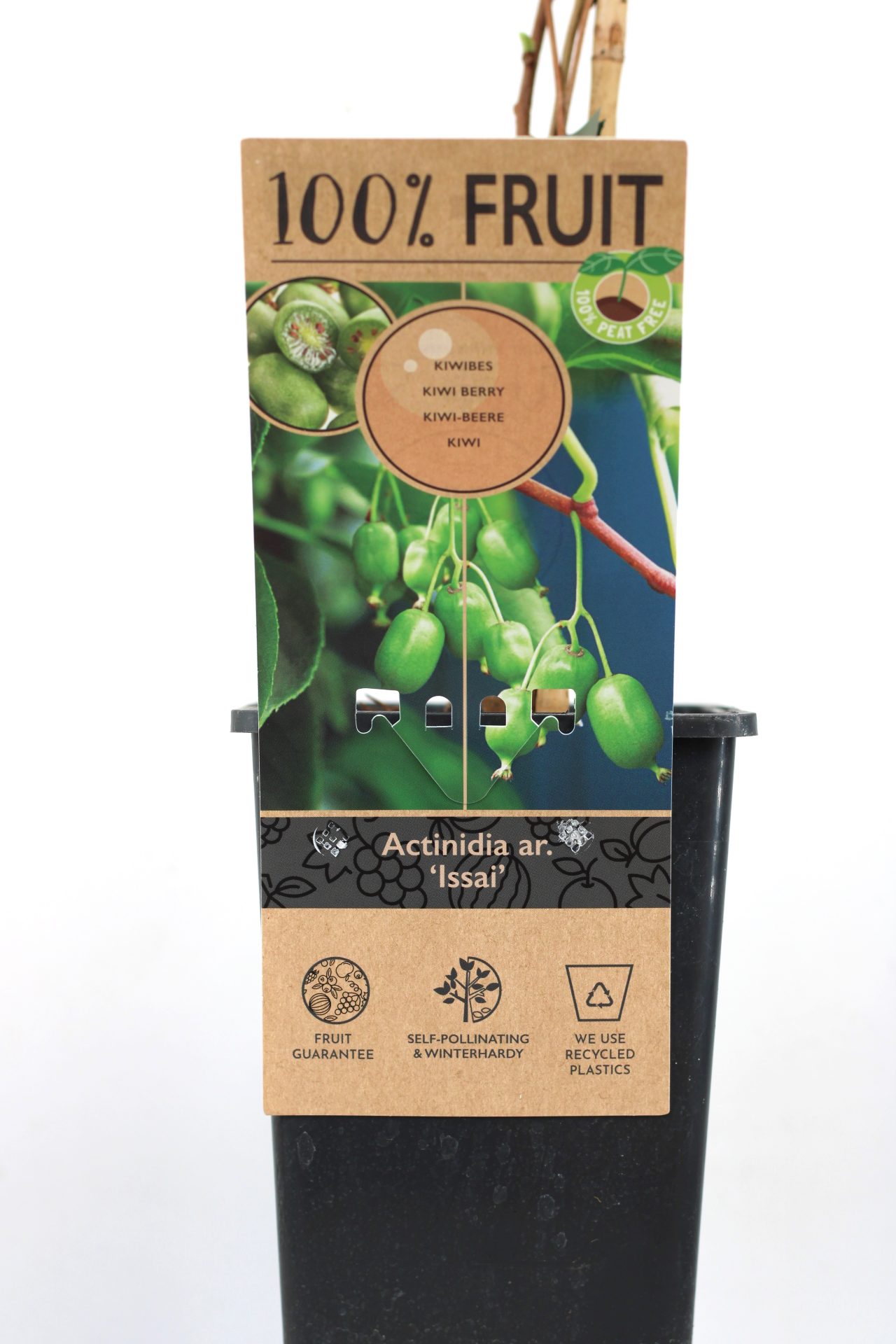 Kiwi Arguta (várias variedades) - Image 5